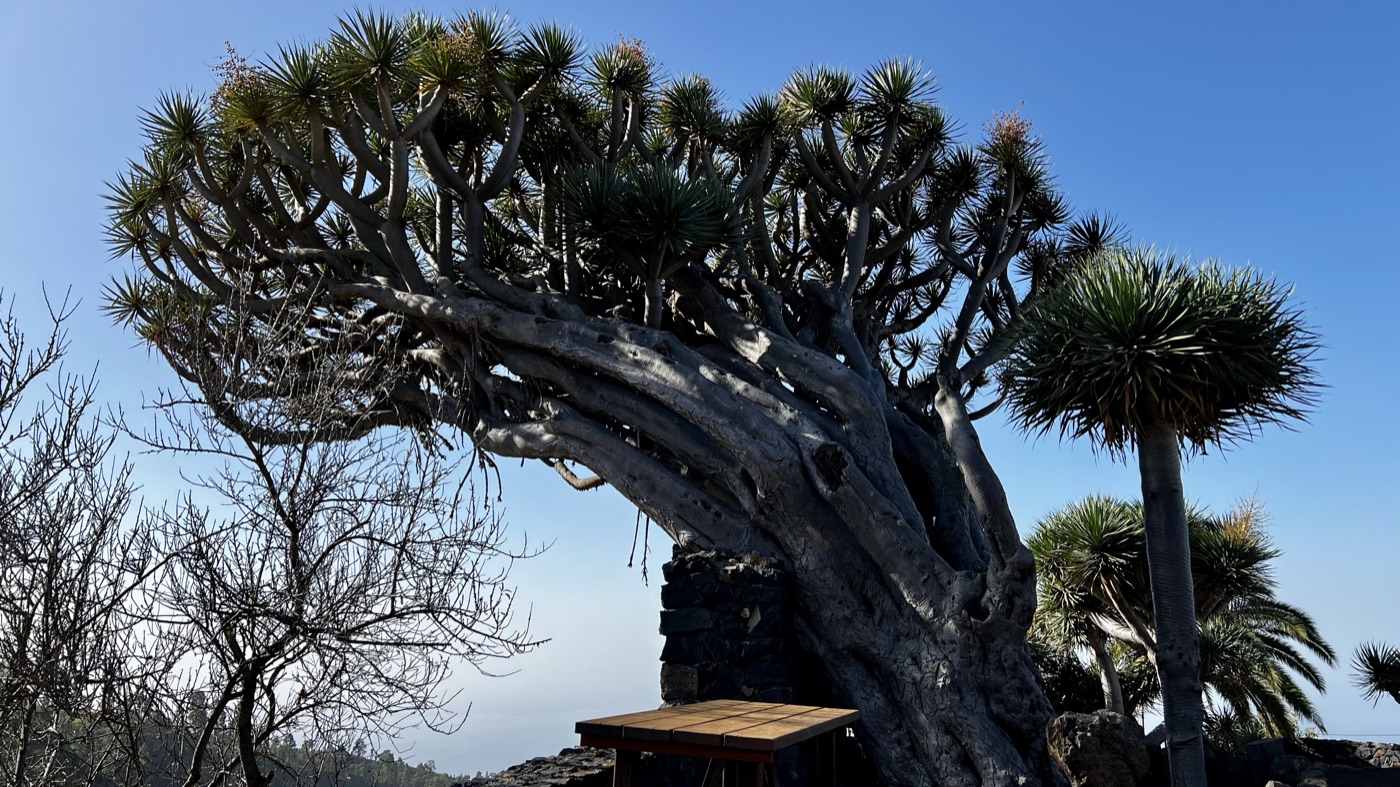 Things to Do in La Palma: The Ultimate Guide (2026)